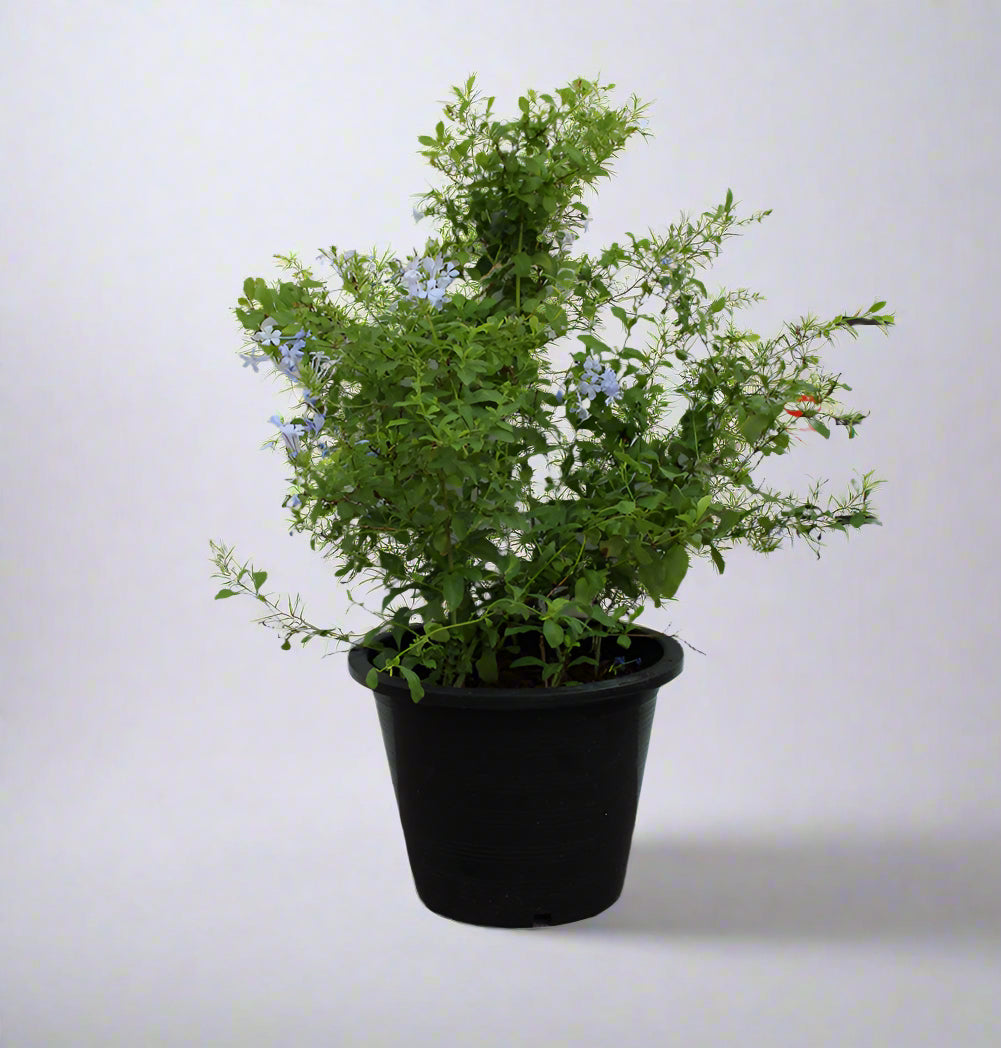 Zamia furfuracea 15-20cm