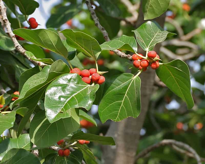 Ficus benghalensis (2.5-3m Ht, 1.5m CS, 35-45mm¸)