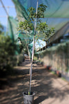 Tabebuia rosea image 0