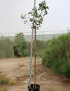 Hibiscus Tiliaceus Rubra image 0