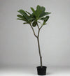 Plumeria obtusa 70cm-80c Ht image 0