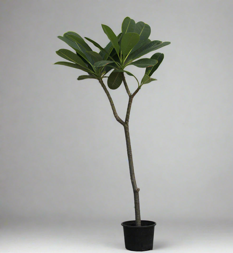 Plumeria obtusa 70cm-80c Ht image 0