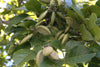 Pongamia glabra 3-3.5H, 4-5cm dia