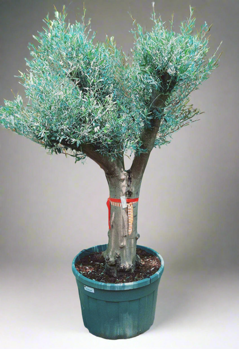 Olea Europaea Branched image 0