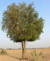 Prosopis cineraria 1.5 - 1.8m Height, 10-12mm Dia