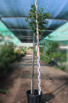 Cassia glauca image 0