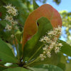 Bucida buceras (3.0- 3.5m Height, 40-50mm di)