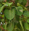 Ficus religiosa 3.0-3.5m Ht, 2 m CS, 2-3cm Dia