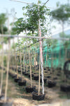 Albizia lebbeck image 0