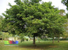 Pongamia glabra 3.0-3.5m Ht,1.0m CS,3-4cm Dia