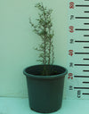 Acacia Tortalis image 0