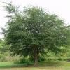 Pithecellobium inga- dulce (3.0m Ht, 4-5cm dia)