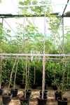 Albizia saman "Samanea saman" image 0