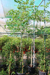 Bauhinia blackeana 3.0-3.5m Ht, 2.0m CS,1.5'' dia image 0