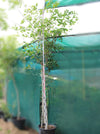 Pongamia glabra 3-3.5H, 4-5cm dia image 0