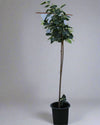 Ficus religiosa image 0