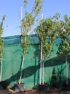 Thespesia Populnea (2.5-3.0m 0.A Ht, 30-40mm dia) image 0