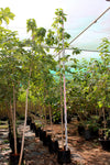 Cordia Sebestena image 0