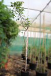 Pongamia glabra image 0