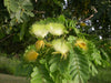 Albizia lebbeck 3.0-3.5m Ht, 2m C.S, 4-5cm Dia