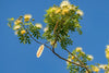 Albizia lebbeck 3.0-3.5m Ht, 2m C.S, 4-5cm Dia