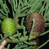 Araucaria cunninghamii 1m