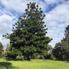 Araucaria cunninghamii 1m