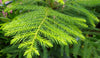 Araucaria cunninghamii 1m