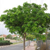 Albizia lebbeck 3.0-3.5m Ht, 2m C.S, 4-5cm Dia