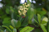 Bucida buceras (3.0- 3.5m Height, 40-50mm di)