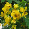 Cassia glauca 3.0m Ht, 2.5-3cm dia