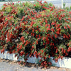 Callistemon viminalis 1.0-1.5m