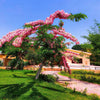 Cassia Javanica 120-150cm Ht