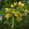 Cassia glauca 3.0m Ht, 2.5-3cm dia