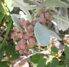 Conocarpus erectus (2.5-3.0 m O.A Ht)
