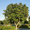 Cordia sebestena 3.5-4.0m Ht, 2m CT, 4-5cm Dia
