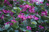 Bauhinia blackeana 3.0-3.5m Ht, 2.0m CS,1.5'' dia