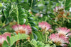 Albizia saman "Samanea saman" 3.0-3.5m Ht, 40-50mm dia