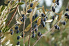 Olea Europaea Branched (2.0m OAH. , 45cm-50cm Dia)