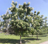 Millingtonia hortensis 3.0-3.5m Ht, 1.8m CT, 4-5cm D