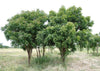 Azadirachta indica " Neem " 4.0-4.5m Ht, 2 m CT, 6-7cm Dia