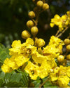 Peltophorum inerme 3.0-3.5m Ht, 2.0m CS,3-4cm Dia