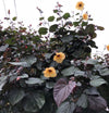 Hibiscus Tiliaceus Rubra (3.0m Ht, 3-4cm dia)