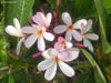 Plumeria obtusa 70cm-80c Ht