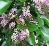 Pongamia glabra 3-3.5H, 4-5cm dia