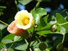 Thespesia Populnea (2.5-3.0m 0.A Ht, 30-40mm dia)