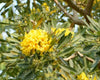 Tabebuia argentia 3.0-3.5m Ht,1.5m CT, 4-5cm Dia