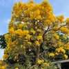 Tabebuia argentia 3.0-3.5m Ht,1.5m CT, 4-5cm Dia