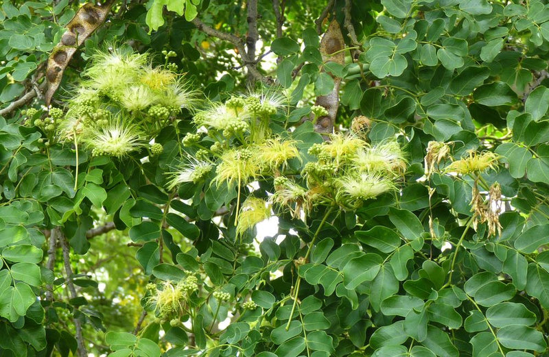 Albizia lebbeck 3.0-3.5m Ht, 2m C.S, 4-5cm Dia