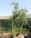 Callistemon Viminalis image 0